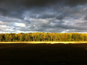 Autumn Trees