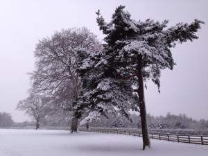 Winter scene